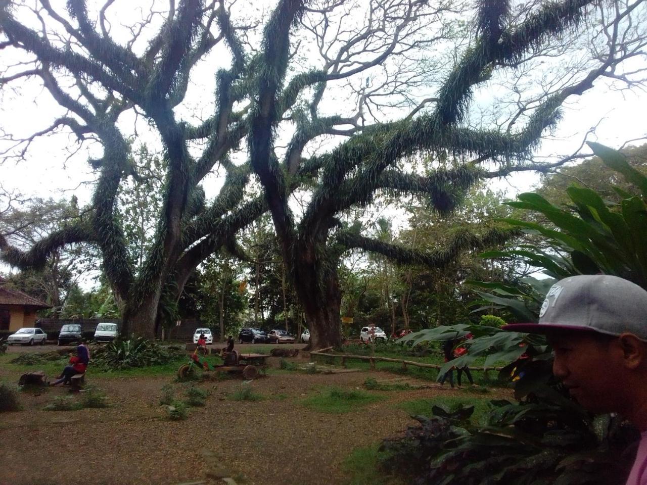 Javalindra Homestay Tour And Travel بانيووانجى المظهر الخارجي الصورة